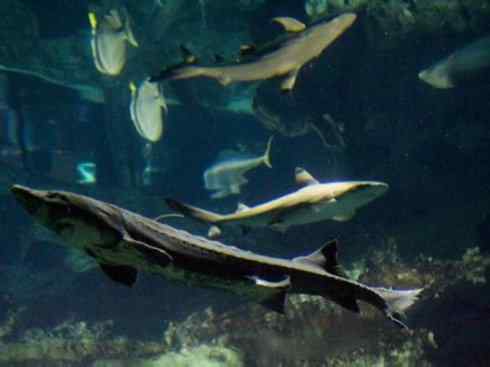 鱼类活化石：中华鲟