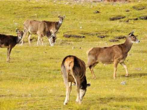 麒麟：传说的兽原型探秘（梅花鹿）