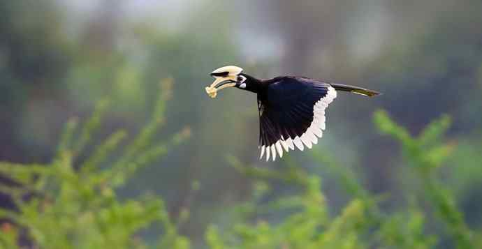 泰囧第二季 wbr独自逍遥 泰囧第二季 wbr独自逍遥