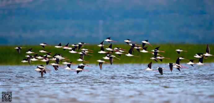 一组野鸭湖的鸻(heng)鹬(yu)类鸟