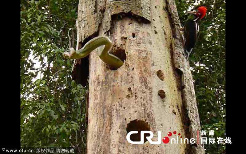 【视频】勇敢的啄木鸟 敢于和蛇战斗