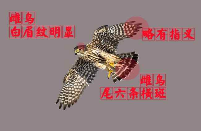猛禽大全——中国东部地区27种迁徙类猛禽辨识