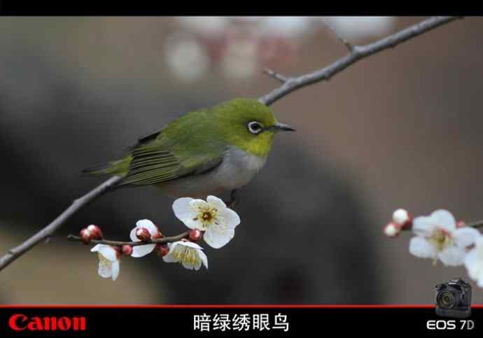 暗绿赏梅 暗绿赏梅