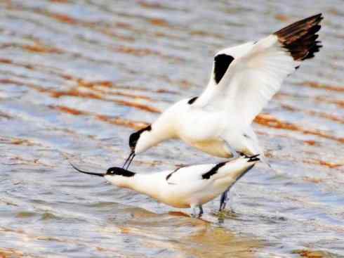 猎奇：奇特的鸟喙之五