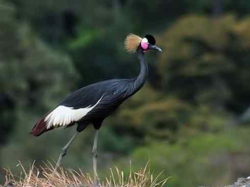 自然奇观：动物大迁徙(鹤类)