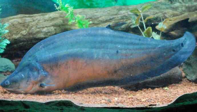鱼类活化石：铠甲弓背鱼
