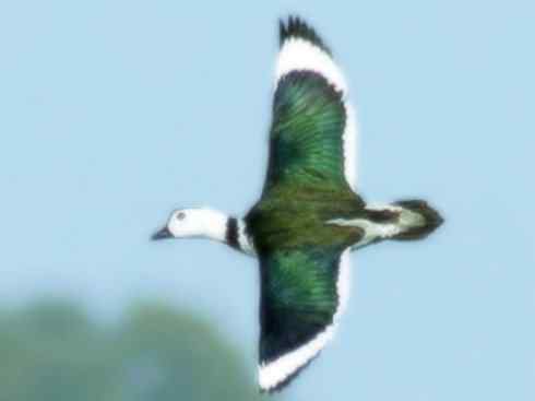 欣赏：美丽的栖鸭2