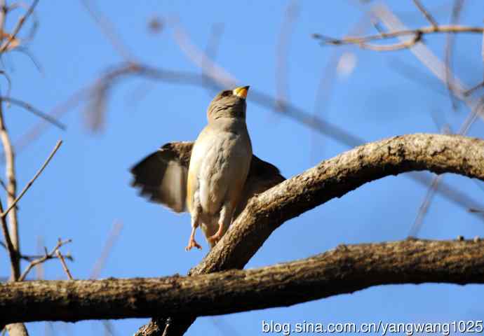 黑尾蜡嘴雀 wbr2