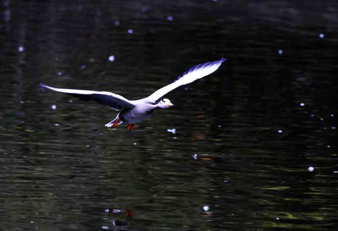 斑头雁（抓拍）6