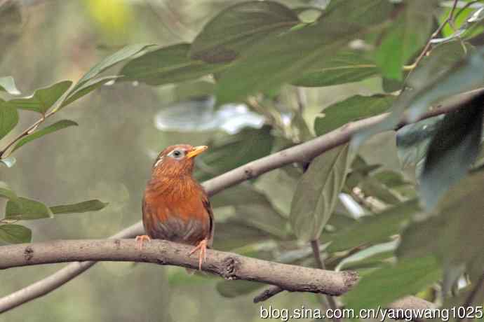 画眉鸟（记录版）
