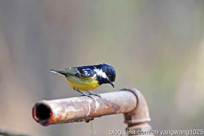 黄腹山雀（16）