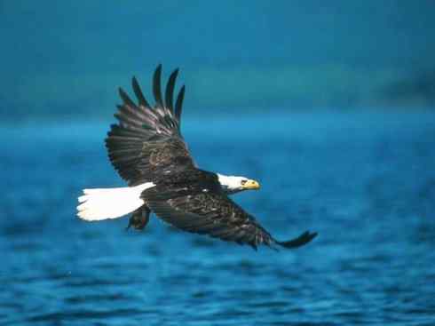 白头鸟系列:另类的美丽(白头海雕) 白头鸟系列:另类的美丽(白头海雕)