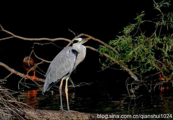 一只漂亮的苍鹭(稻香湖)