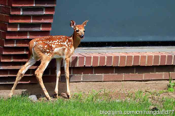 误入校园的小鹿