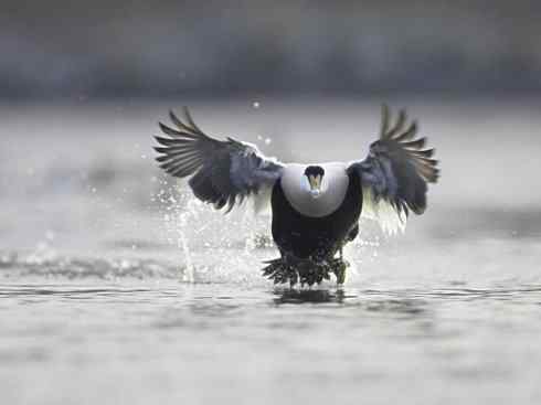 鸟类之最:欧绒鸭 鸟类之最:欧绒鸭