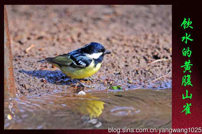 饮水的黄腹山雀