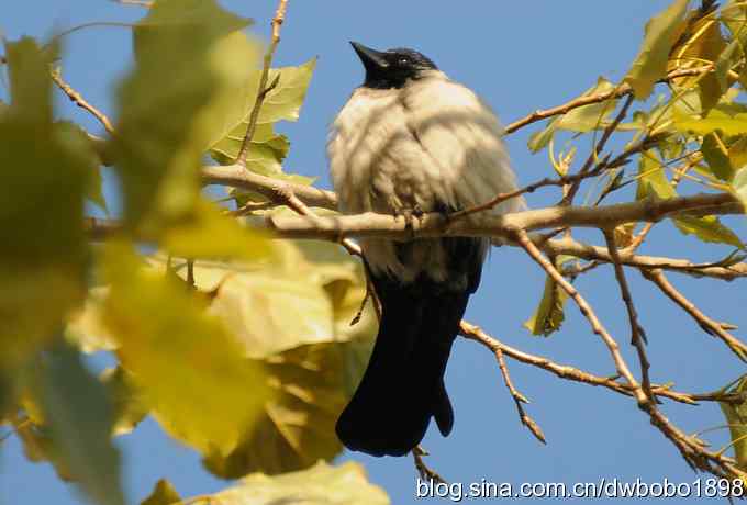 初冬沙河 wbr寒鸦满天
