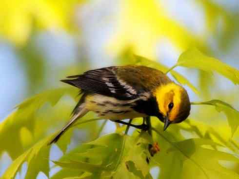 美丽无罪：雀鸟之地莺