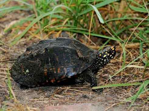 玄武：传说的兽原型探秘（潮龟）