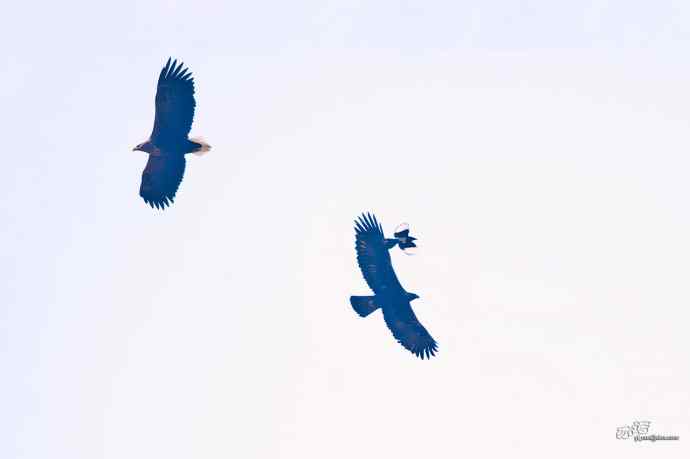 喜鹊鲜为人知的一面——顽强的领地捍卫者