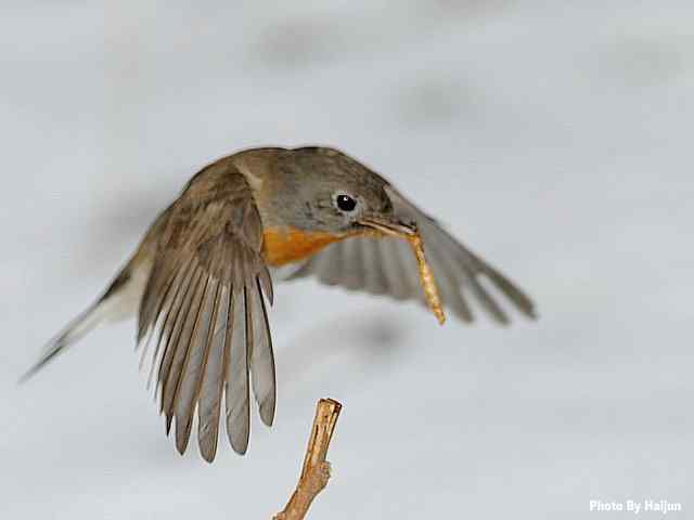 红胸姬鹟演绎冬天里的童话