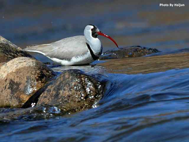 峡谷中观赏百态鹮嘴鹬
