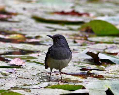 家禽驯化之源之二十五（绣眼鸟、鹊鸲四喜）