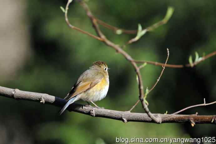 北京天坛公园的鸟类——早餐中的雌性红胁蓝尾鸲