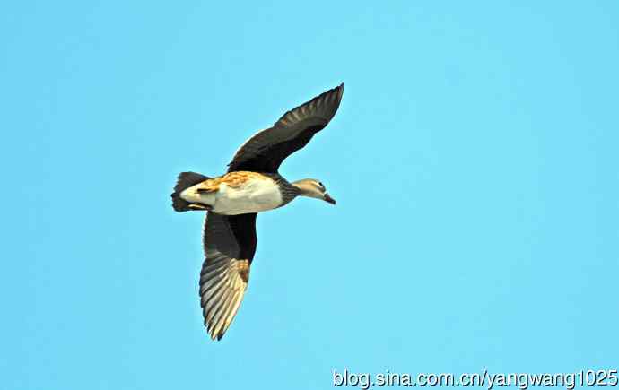 鸳鸯（库存片）