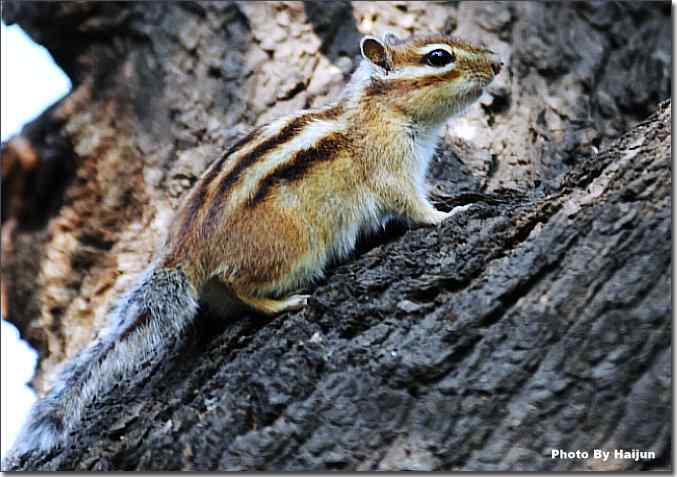 皇家园林的花栗鼠