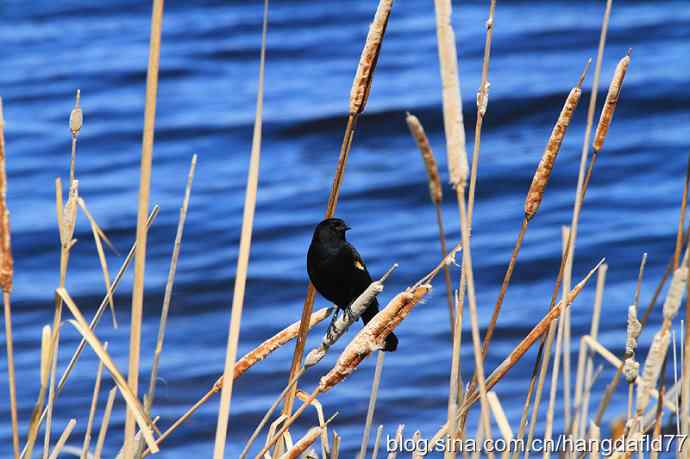 红翅黑鹂 红翅黑鹂