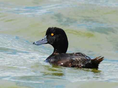 欣赏：美丽的潜鸭