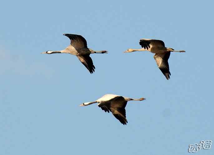 官厅水库&nbsp;wbr路&nbsp;wbr飞行的鸟儿