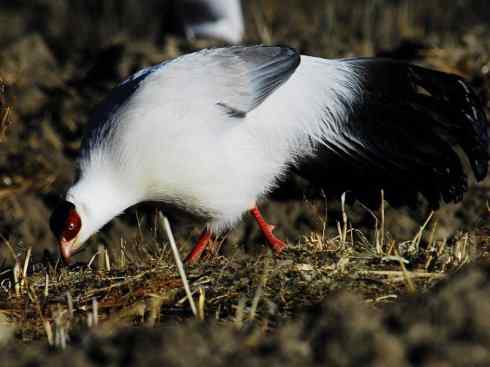 凤凰：传说中的鸟原型探秘（孔雀）