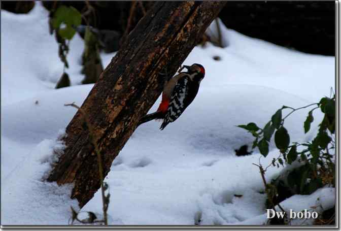 点击图片或使用键盘← →翻页