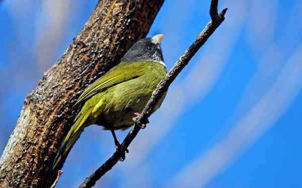 北京植物园赏鸟（一），领雀嘴鹎（组图）