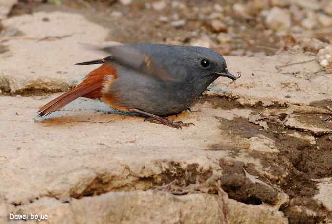 翩然红翅和十渡的那些鸟
