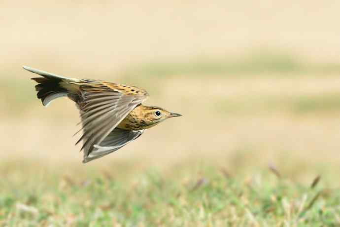 康西草原的精灵鈥斺斃硎橡