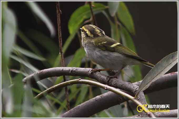 初遇鈥満至衡潯菊掌