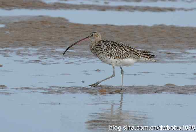 初冬北戴河观鸟