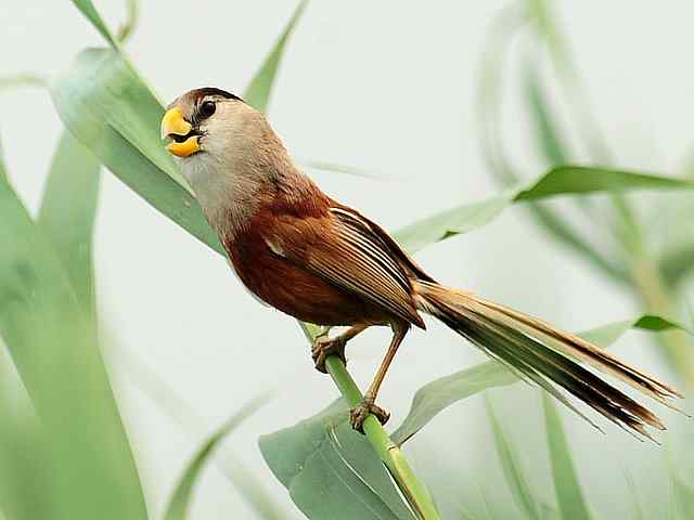 衡水湖印象(震旦鸦雀)