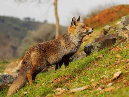 犬科：狐亚科狐属