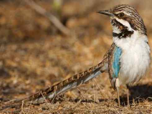 绝色攀禽：佛法僧目之地鴗