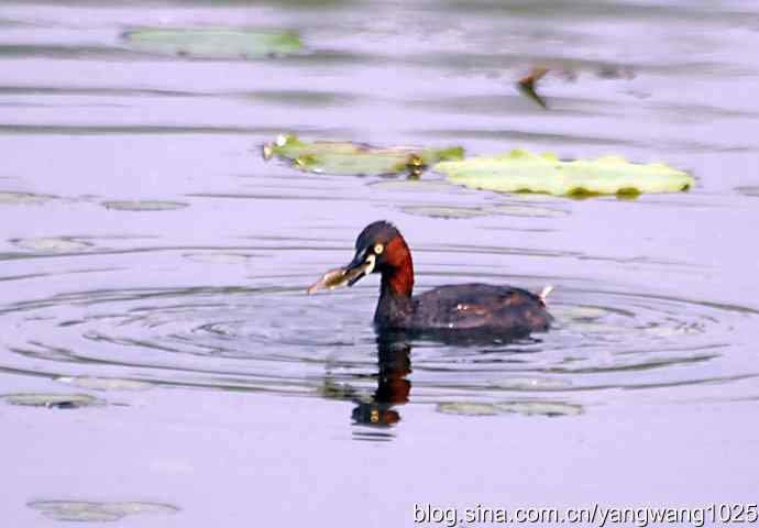 早餐 wbr鈥斺斝t捕鱼纪实