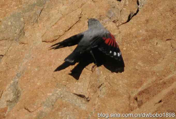 优雅红翅 旋壁山岩