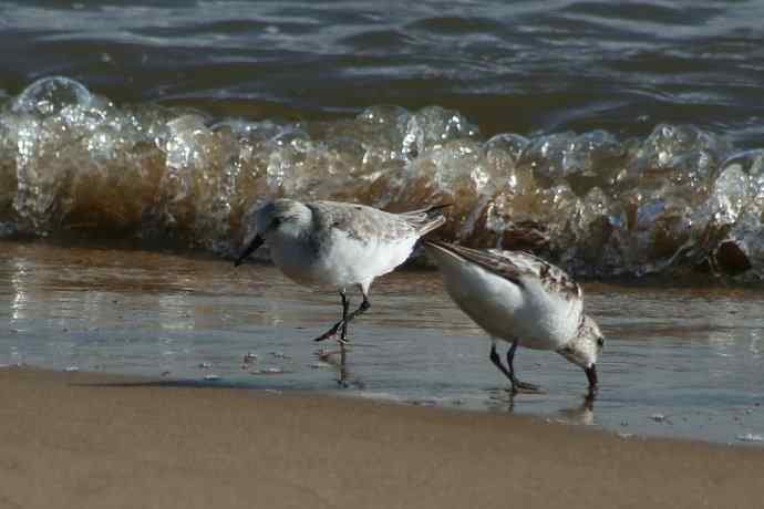 摄鸟拾趣（五） wbr三趾鹬 wbr2008.09