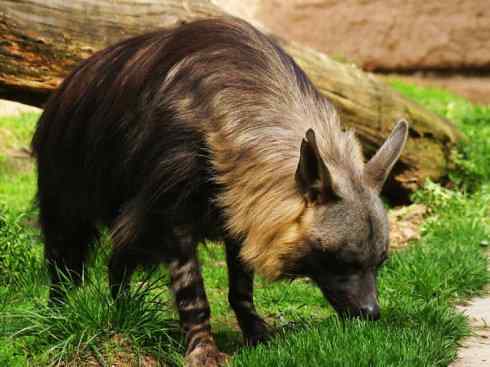 狈：传说的兽原型探秘（鬣狗）