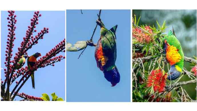 澳洲拍鸟鈥斺敳屎琊叙挠履
