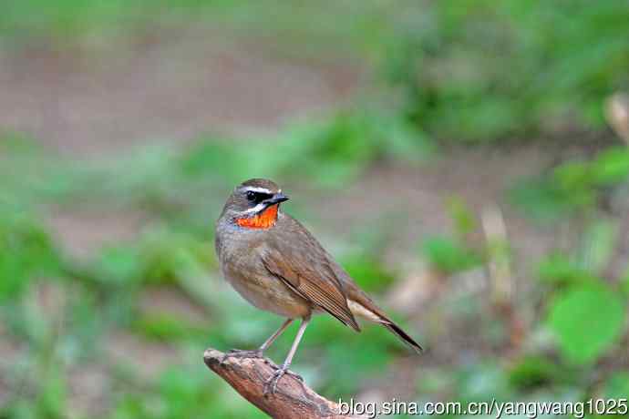 北京天坛公园的鸟类——雄性红喉歌鸲（9）