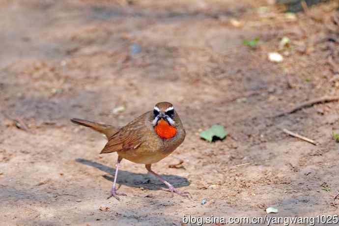 雄性红喉歌鸲(19) 雄性红喉歌鸲(19)
